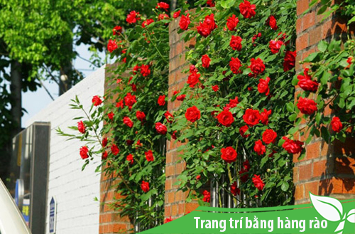 trang-tri-loi-vao-nha-8