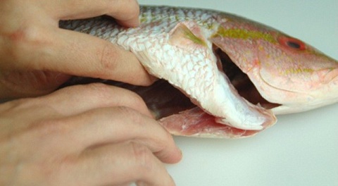 Những bộ phận của cá ăn vào có thể gây ngộ độc
