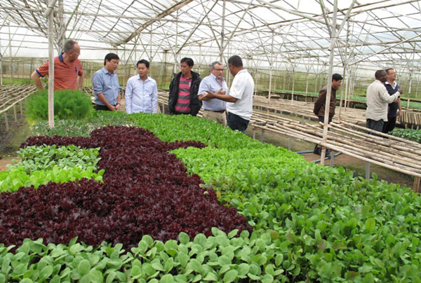 Mô hình trồng rau thủy canh thân thiện với môi trường