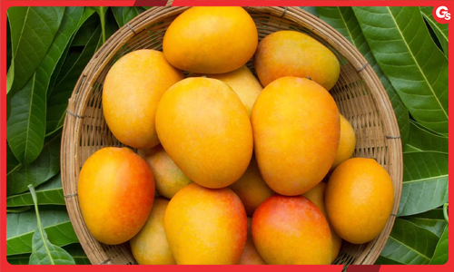 Ăn xoài có béo không? Lưu ý để ăn xoài không mập