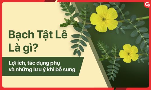 Bạch tật lê là gì? Lợi ích, tác dụng phụ và những lưu ý khi bổ sung