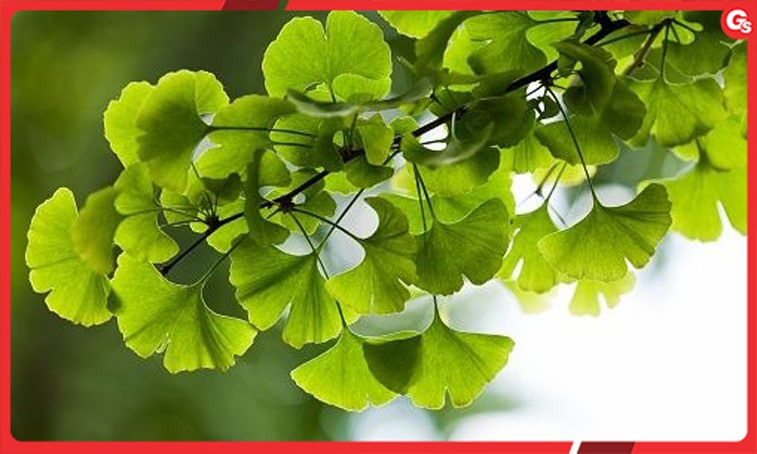 Ginkgo Biloba là gì? Thảo mộc quý hiếm, hỗ trợ sức khỏe toàn diện