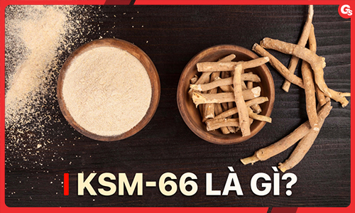 KSM-66 là gì? Loại Ashwagandha tốt nhất trên thế giới