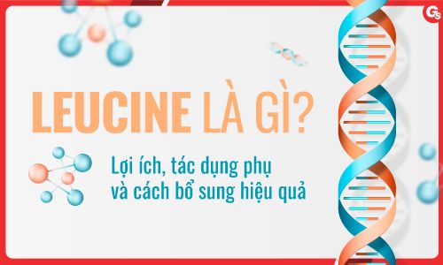 Leucine là gì? Mọi điều bạn cần biết về Leucine
