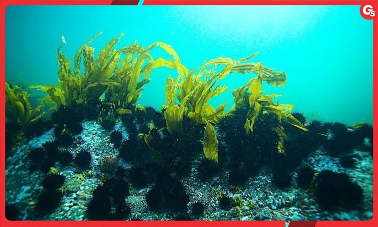 Tảo xoắn Nhật Bản (Spirulina) | SIÊU THỰC PHẨM BẠN NÊN TÌM HIỂU