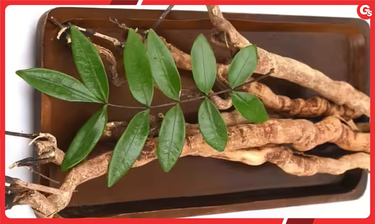Thông tin cơ bản về Tongkat Ali | Tác dụng, liều lượng sử dụng