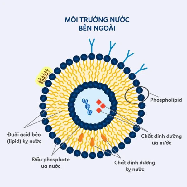 cau-tao-liposome