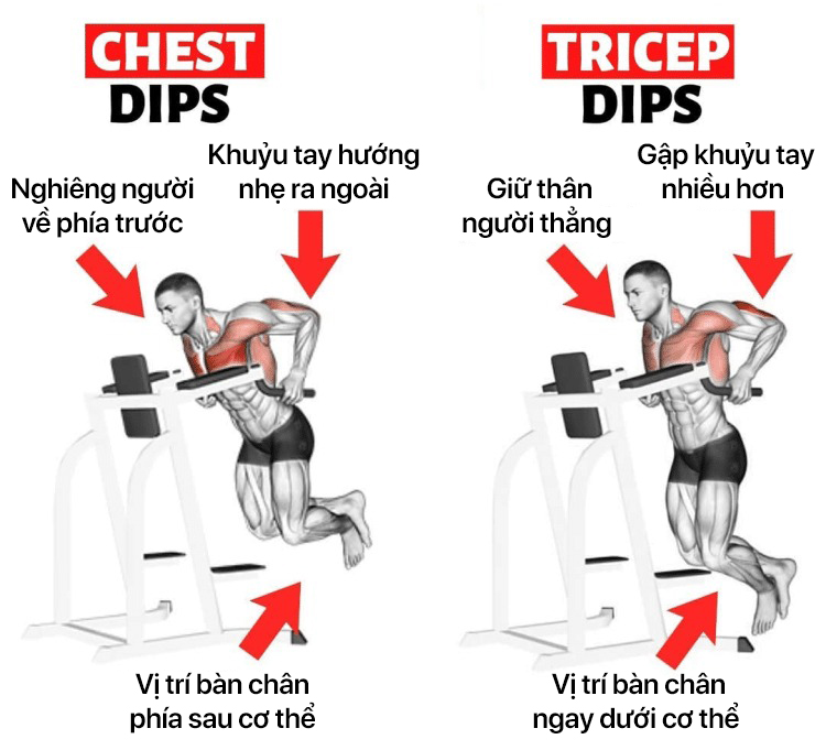 Dips là gì? Hướng dẫn chi tiết và lợi ích của bài tập Dips