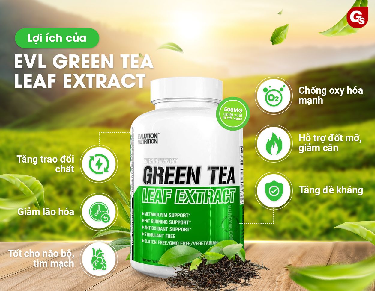cong-dung-cua-evl-green-tea-leaf-extract
