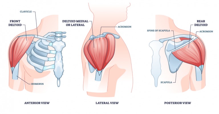 deltoid-head-co-vai