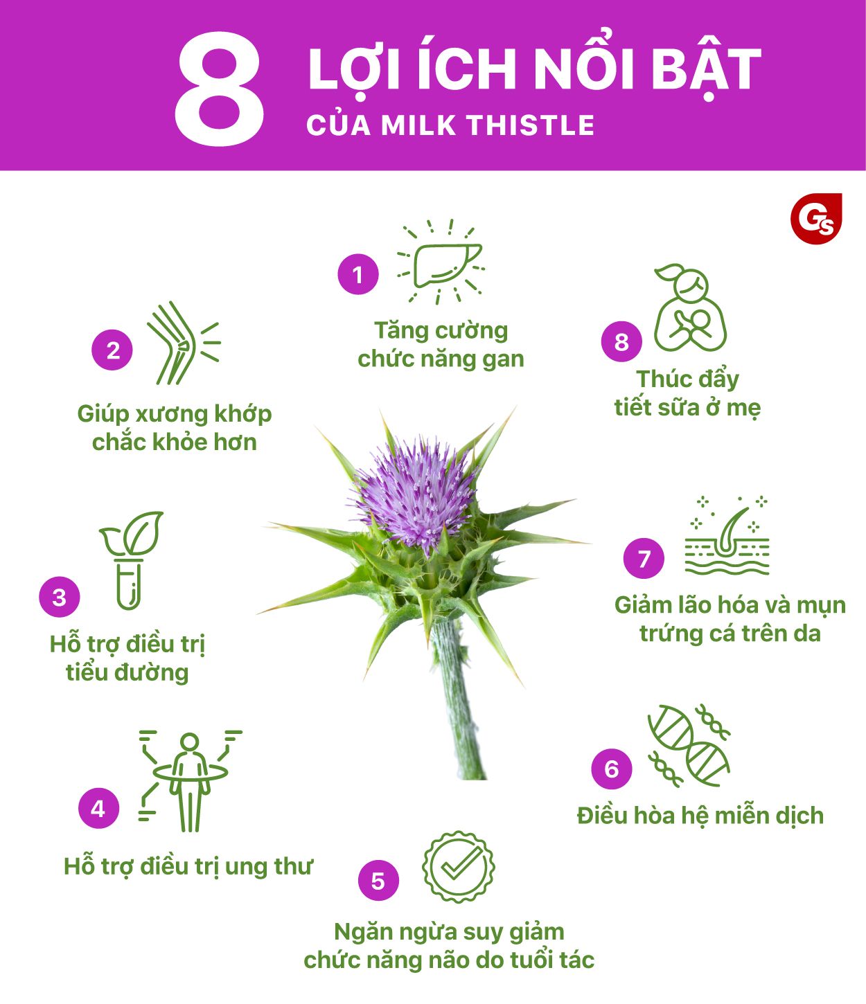 loi-ich-cua-milk-thistle-gymstore