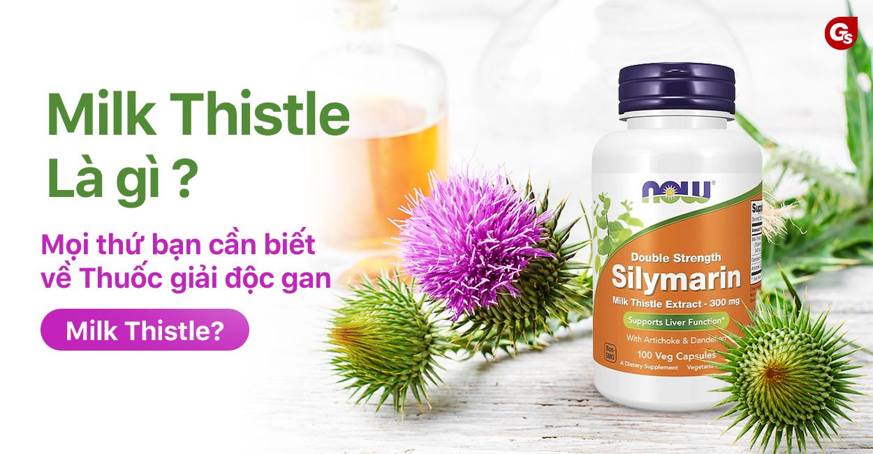 milk-thistle-la-gi-gymstore