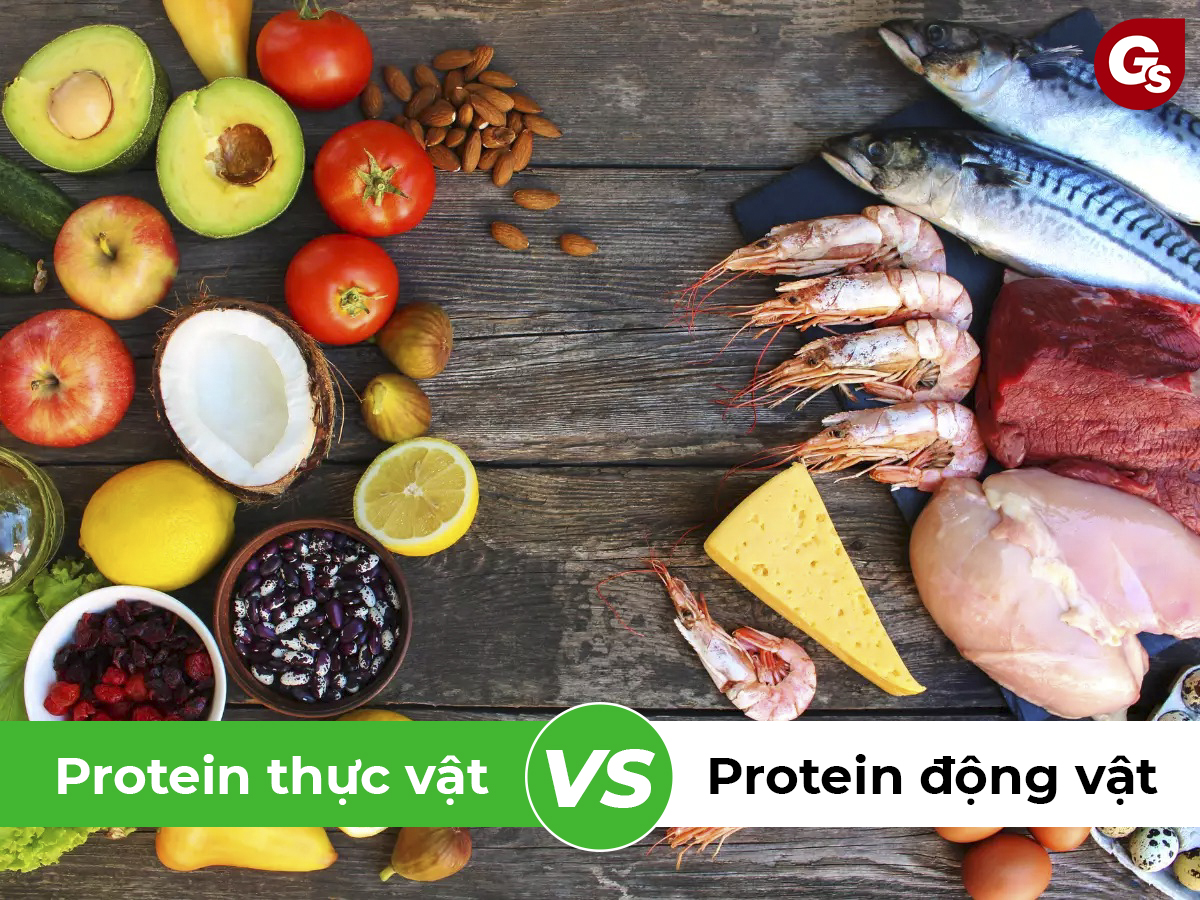 so-sanh-protein-thuc-vat-voi-protein-dong-vat-gymstore