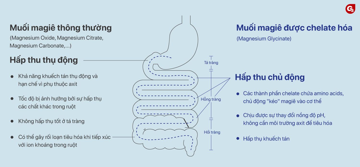 so-sanh-magnesium-glycinate-vơi-dạng-magie-khac-2