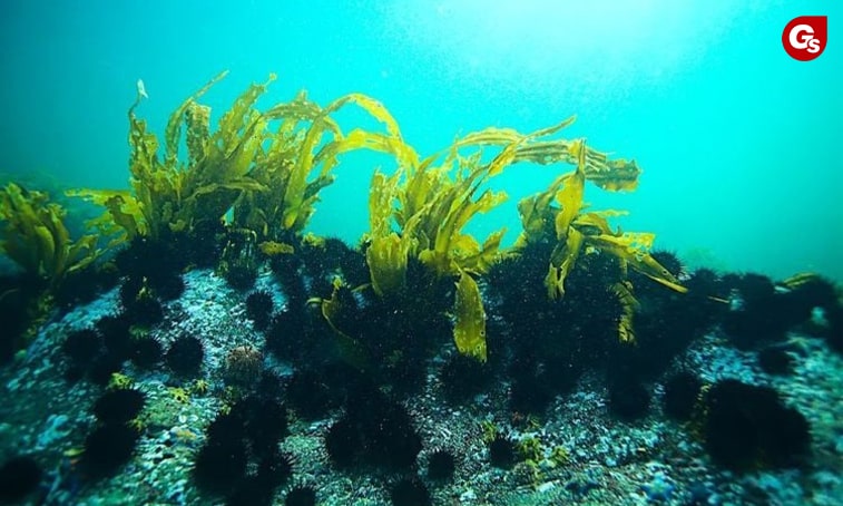 tao-xoan-spirulina-la-gi