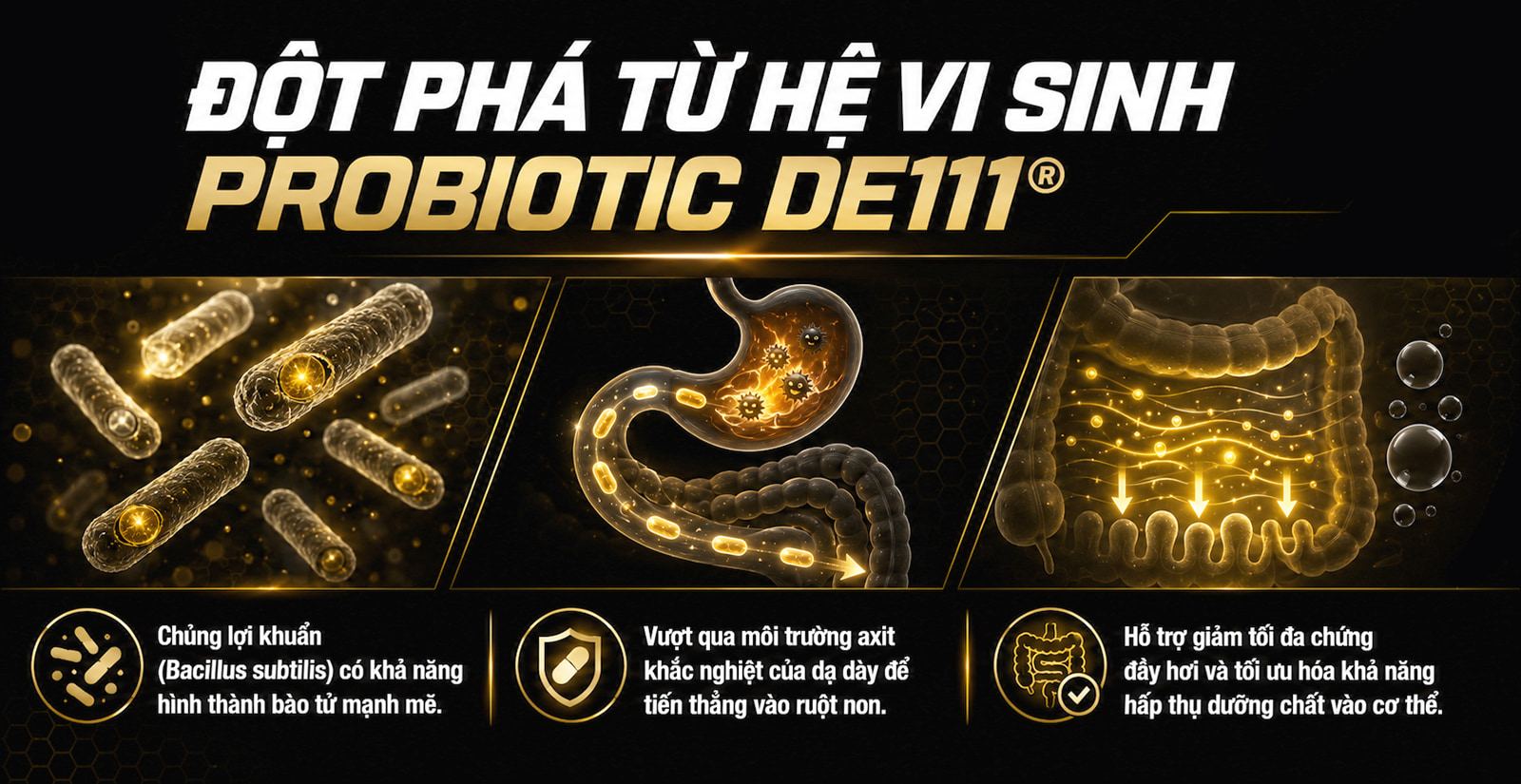 PVL Iso Gold Hệ Vi Sinh