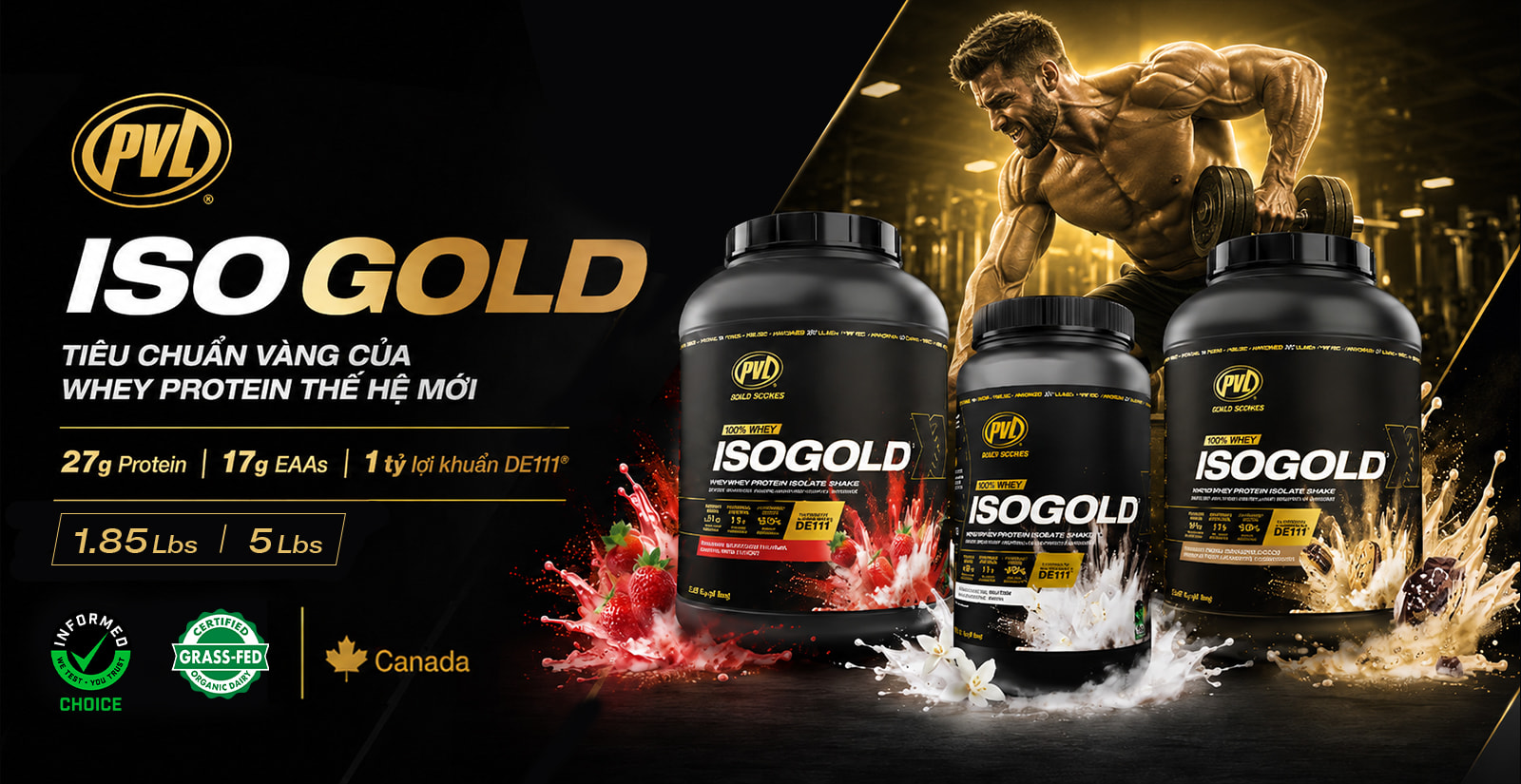 PVL Iso Gold Nổi Bật