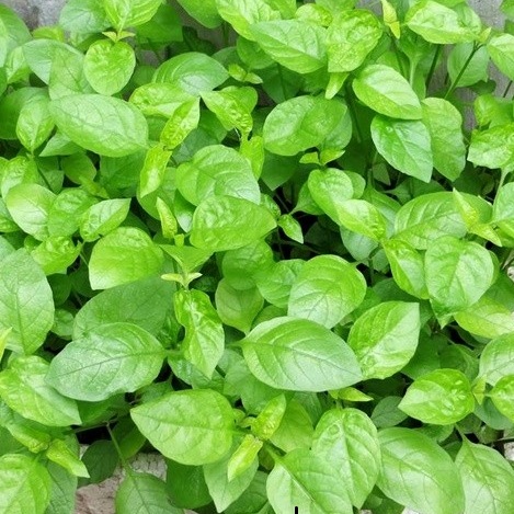 RAU NGÓT NHẬT 250G – GoGreen