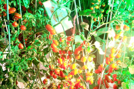 Nông nghiệp - Nhật tăng đầu tư vào nông nghiệp, giảm địa ốc