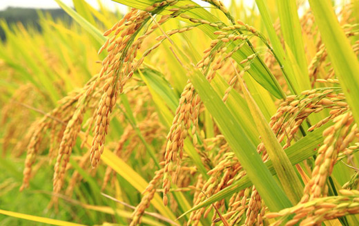 PAN Farm: Chúng tôi đồng hành cùng NSC phát triển kinh doanh, không phải để tác động đến cổ phiếu