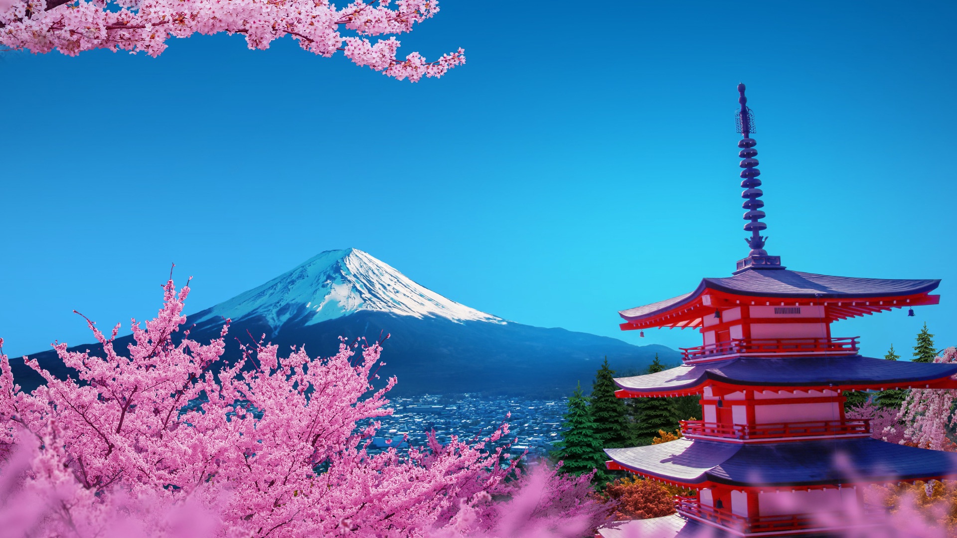 Truyền Thống Hanami: Ngắm Hoa Anh Đào ở Nhật Bản