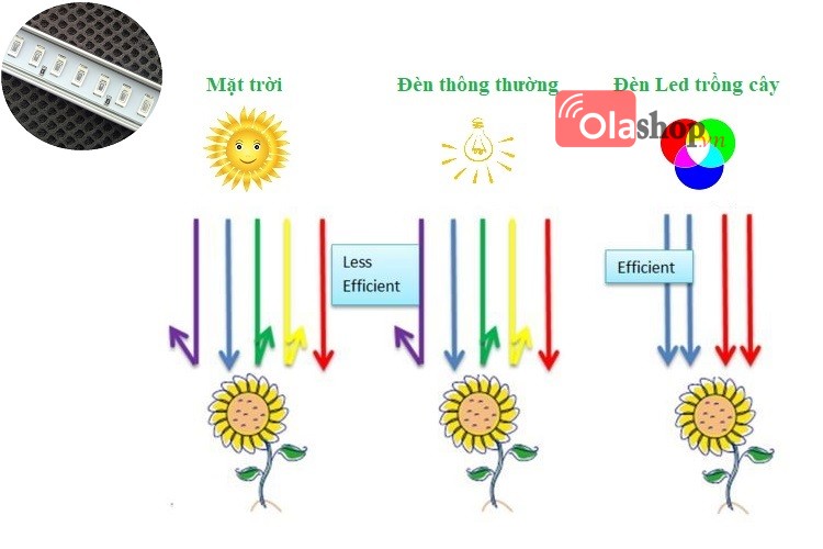 Đèn Led trồng cây trong nhà