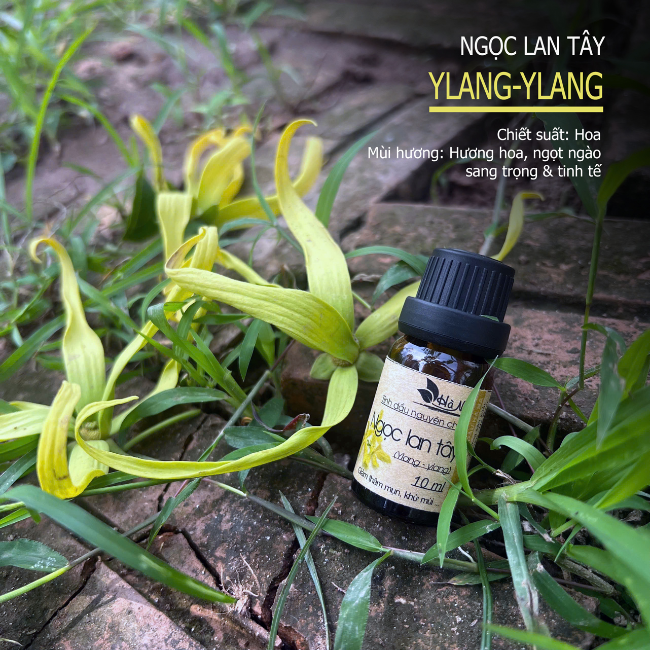 Bobo va buvilarning uy qurilishi pornosi Porno hikoyalar toplami