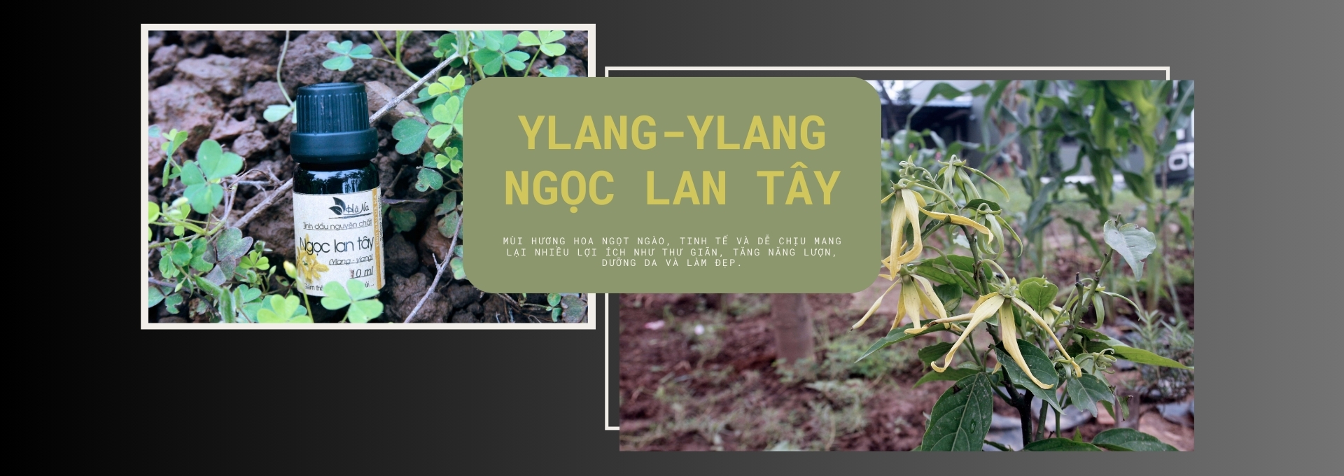 ylang-ylang