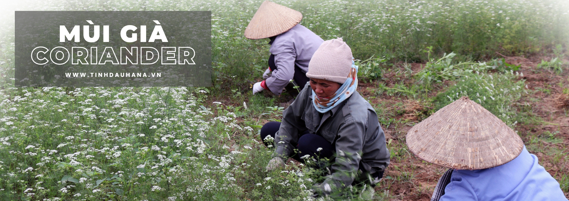 Coriander