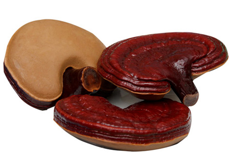 Nấm linh chi mát gan, lợi tiểu