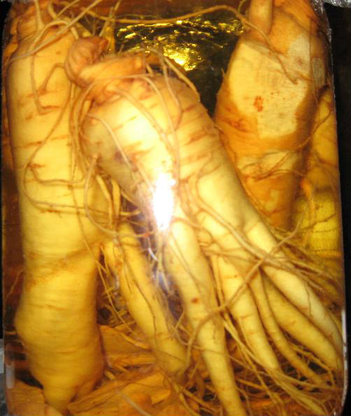 Những ai không nên dùng nhân sâm?