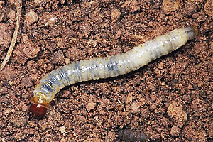 160 triệu đồng 1 kg 