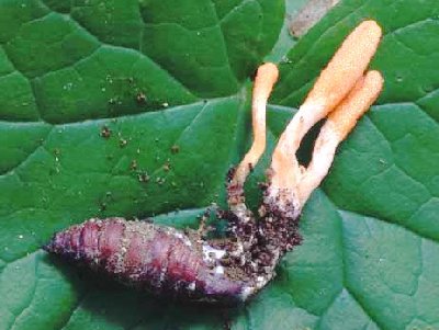 Đông trùng hạ thảo tốt cho người ung thư?