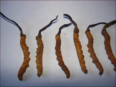 Cách chọn mua Đông trùng hạ thảo