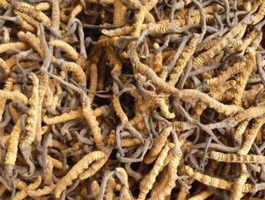 Cách dùng Đông trùng hạ thảo hiệu quả nhất