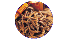 Những khám phá mới về đông trùng hạ thảo