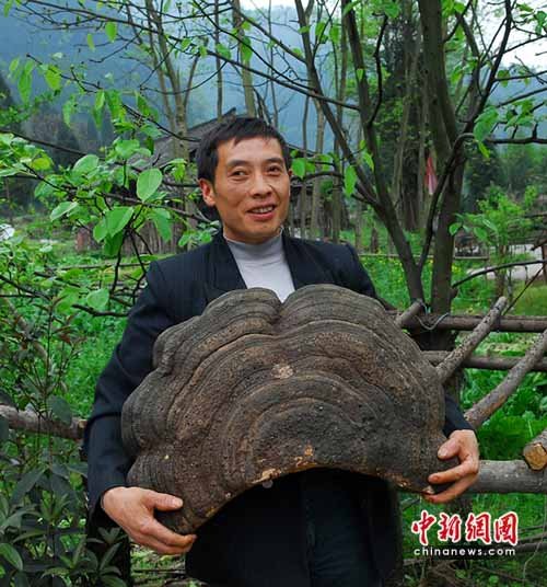 NẤM CỔ LINH CHI