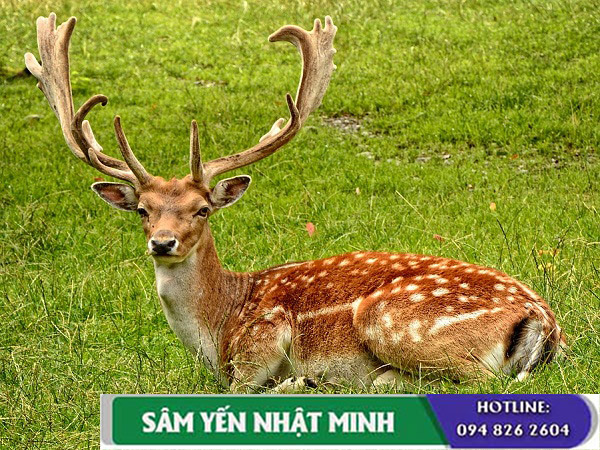 Nhung hươu – thần dược chữa yếu sinh lý
