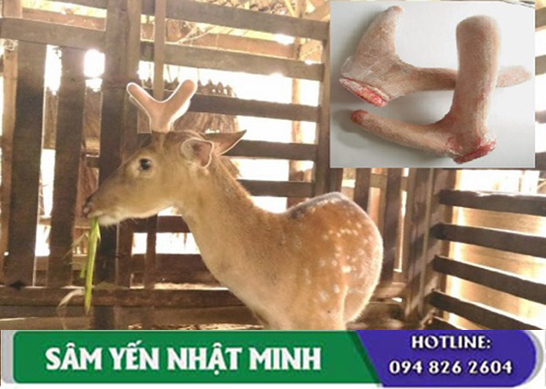 Sự thật về nhung hươu “thần dược”