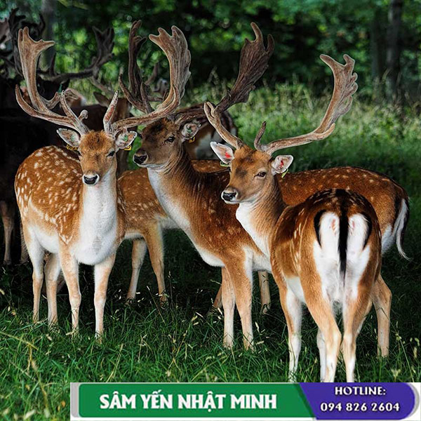 Tác dụng của sữa ong chúa và nhung hươu là gì?