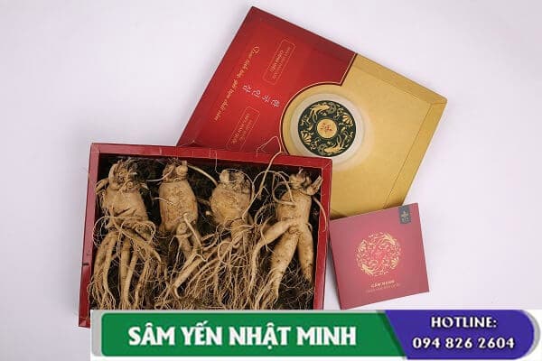 Cách Chọn Nhân Sâm Làm Quà Biếu