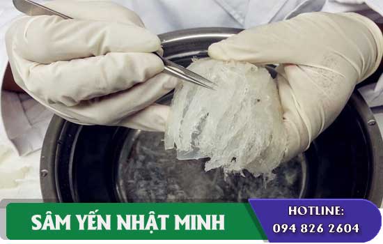 Cách làm sạch tổ yến thô nhanh nhất không mất dinh dưỡng