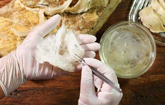 Cách nhặt lông yến bằng dầu ăn có tốt không? Cách nhặt nhanh