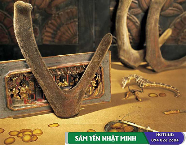 Giá nhung hươu tươi 2022? Tác dụng của nhung hươu tươi