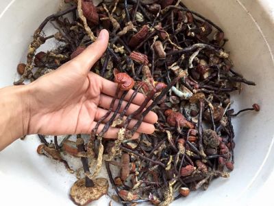 Sự Công Hiệu Nấm Lim Xanh