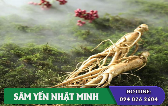 Giá nhân sâm tươi Hàn Quốc phụ thuộc vào những yếu tố nào