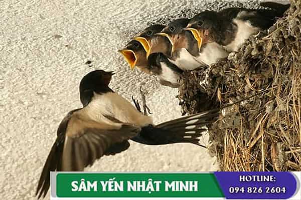 Kỹ Thuật Nuôi Yến Trong Nhà Đảm Bảo Hiệu Quả