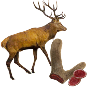 Những lợi ích đặc biệt nhung hươu