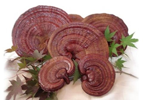 Nấm linh chi là gì?