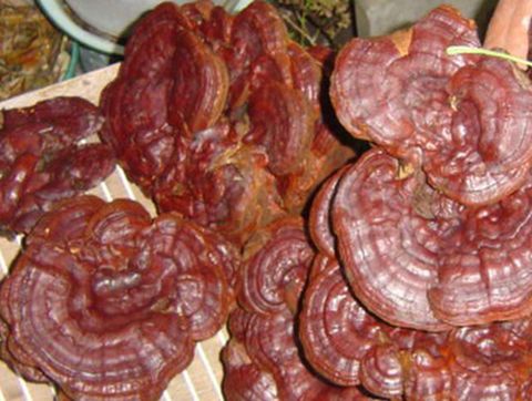 Tìm Hiểu Về NẤM LINH CHI ĐỎ